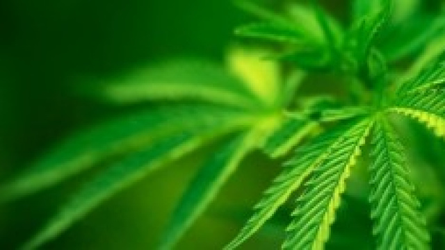 cannabis e altre droghe terapeutiche