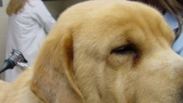 Cane salva bimbo da assideramento