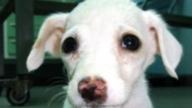 piccola piccola Esmeralda....