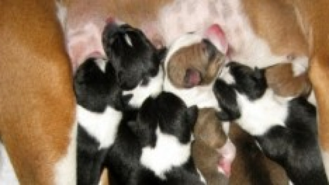 Due cani verdi nati in Spagna.