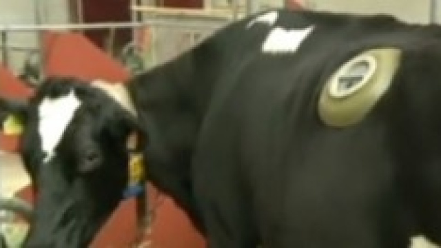 mucca con finestra sullo stomaco