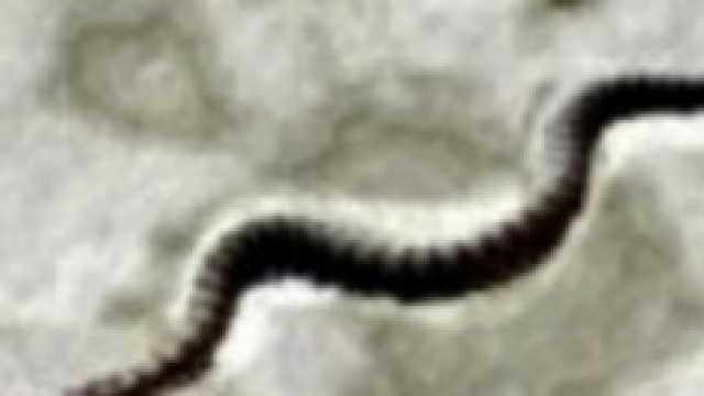 vipera berus in fase di riscaldamento 