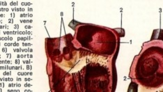 Anatomia del muscolo cardiaco
