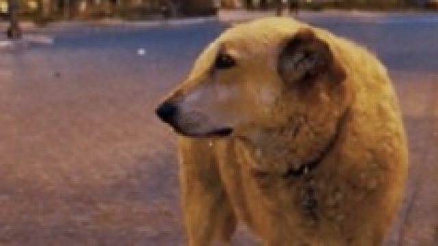 Italo, lo straordinario cane di Scicli