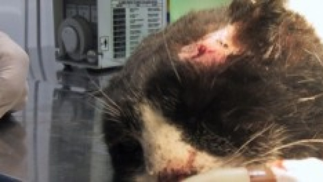 un gatto ricoverato per maltrattamenti