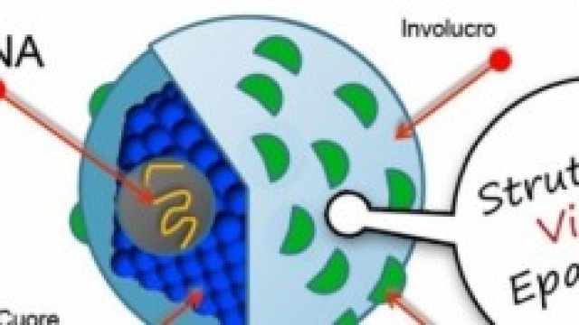 Il virus dell'Epatite C, fa 9 mila vittime l'anno