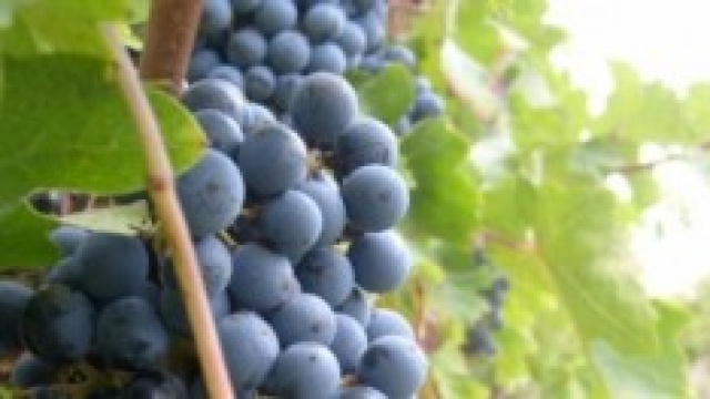 un grappolo di uva pronto per la vendemmia