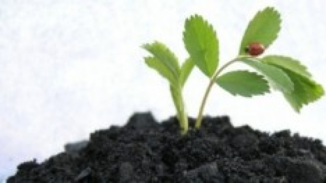 Carbone vegetale disintossicante