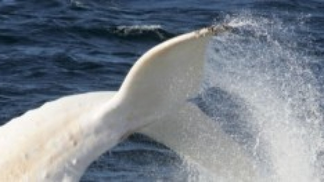 Migaloo la balena bianca primo avvistamento 1991