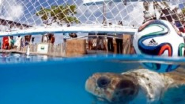  Cabecao la tartaruga che  indovina i pronostici