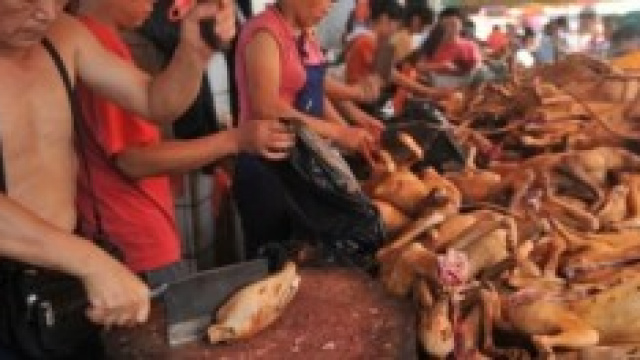 Festival della carne di cane, Yulin