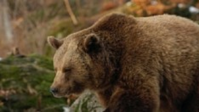 Orso bruno sbrana cinque mucche