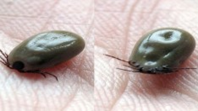 Cosa fare in caso di puntura di zecca