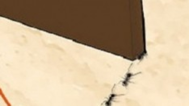 Rimedi naturali per debellare le formiche