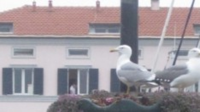Nido di gabbiani in un centro cittadino