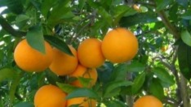Produzione di arance siciliane