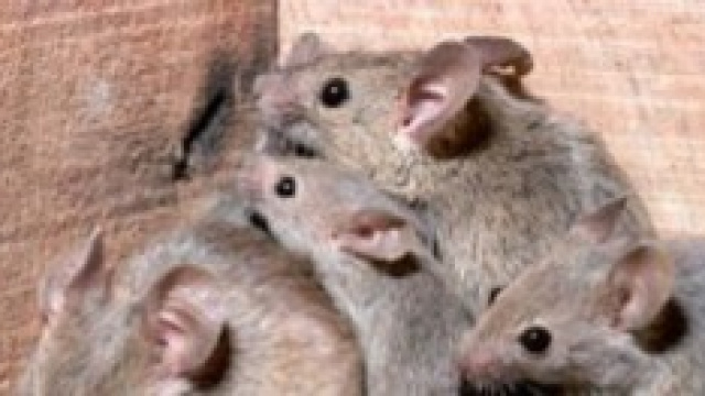 Rat Girl, alleva decine di topi