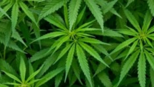 La cannabis ridurrebbe la fertilit&agrave; maschile.