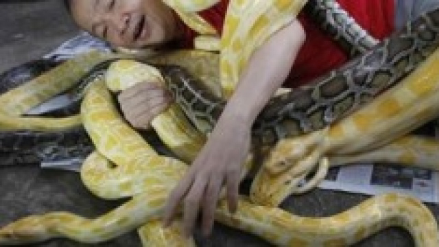 pitoni sul corpo di un uomo