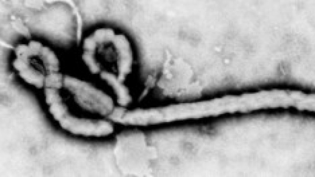 Allarme virus Ebola in Africa