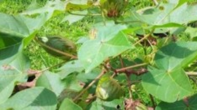 Lo scempio del Lago d'Aral