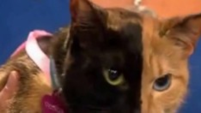 Venus il gatto a due facce.