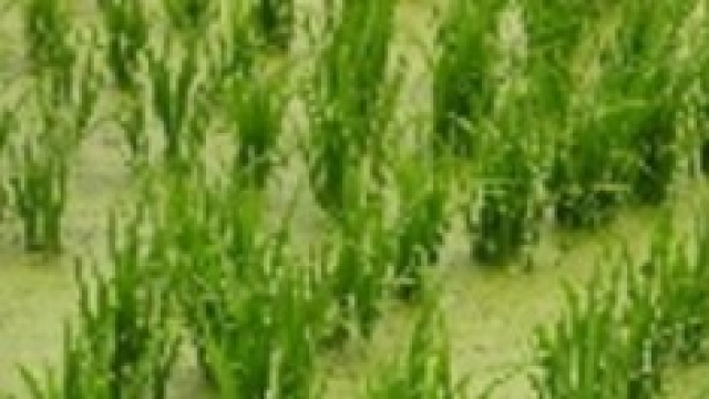 Campo coltivato con riso Japonica