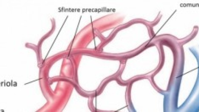 Vasi sanguigni: i capillari