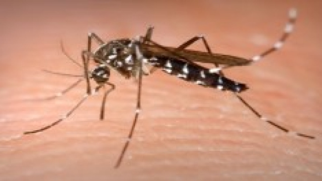 Come scegliere l'antizanzara efficace