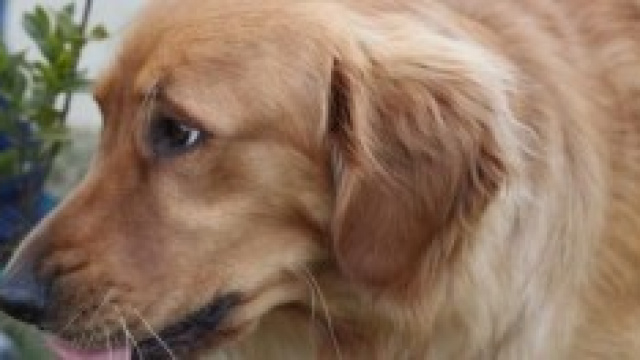 La libert&agrave; di chiamare Amore il cane di casa