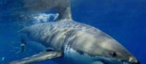 Imagen de un ejemplar de tintorera