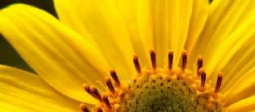 Beneficios y contraindicaciones de &Aacute;rnica Montana