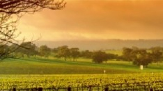 Coltivazione di vigneti campani 