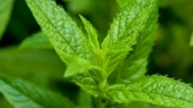 Menta piperita dalla quale si estrae il mentolo
