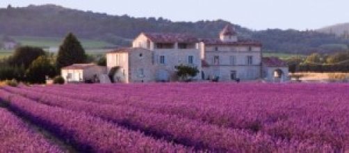 Replenish Your Body With Soothing Lavender Oil