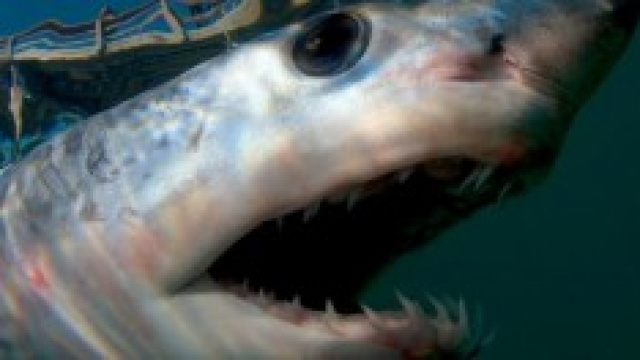 immagine ravvicinata dello squalo mako