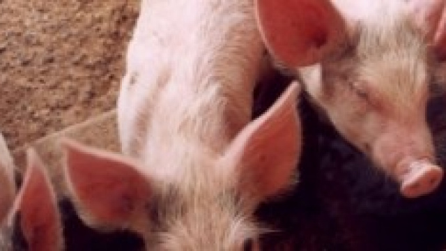 immagine di alcuni suini sardi