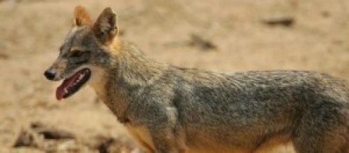 Un chacal, uno de los cruces del perro sulimov