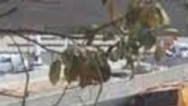 Il viadotto caduto sotto un autobus