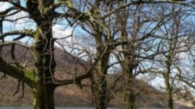 Gli alberi hanno un ruolo molto importante  