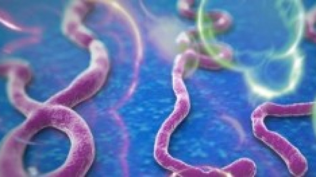 Il virus dell'Ebola al mcroscopio