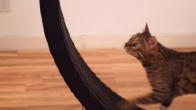 Micio che si diverte su One Fast Cat