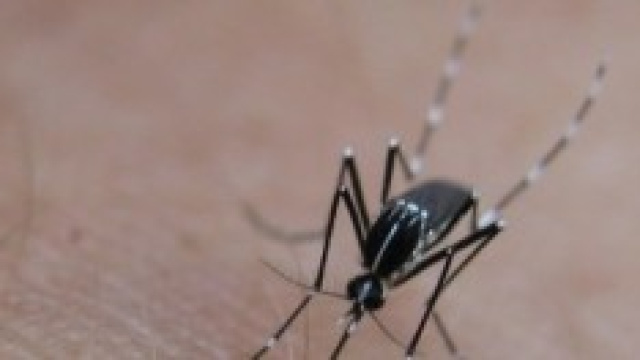 rimedi contro punture di zanzare