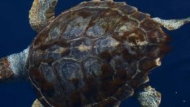 Tartaruga Caretta Caretta in mare