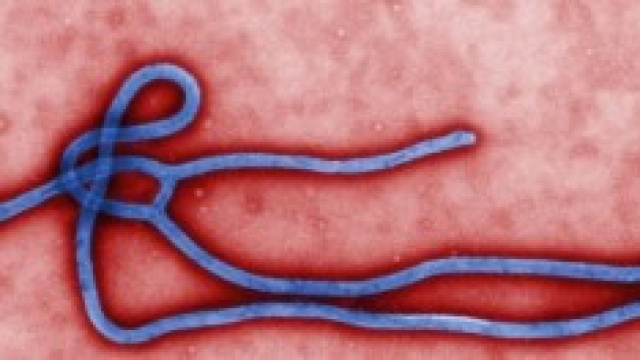 Virus Ebola: cos'&egrave; e come funziona