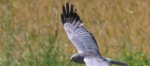 Protesters Brave Torrential Rain For Inaugoral Hen Harrier Protest Day
