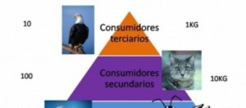 La cadena tr&oacute;fica es ignorada por los veganos