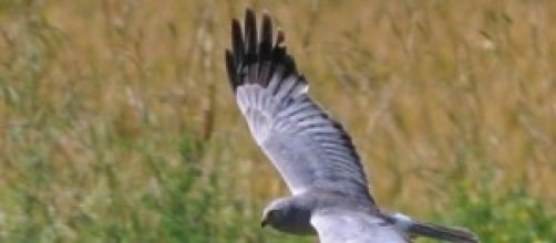 Only 3 pairs breeding in England