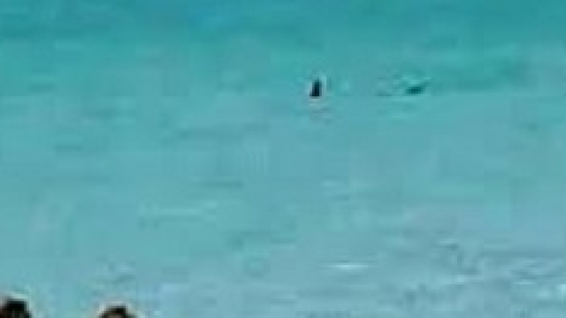 Squalo avvistato a Ostia vicino alla riva