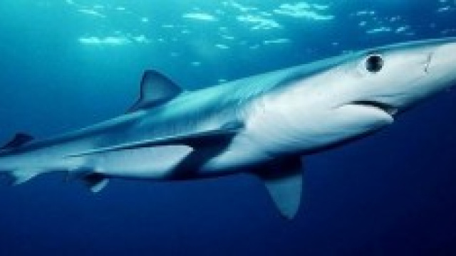 Una Verdesca fa visita ai bagnanti in Sardegna